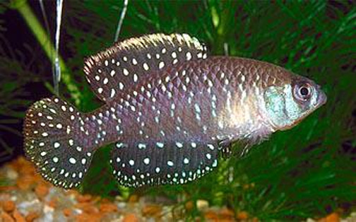 CYNOLEBIAS NIGRIPINNIS
